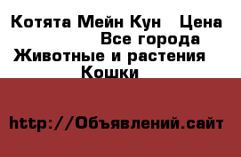 Котята Мейн Кун › Цена ­ 15 000 - Все города Животные и растения » Кошки   